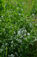 Lepidium latifolium