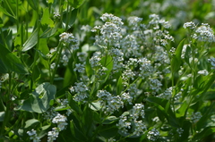 Lepidium latifolium