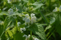 Lamium album