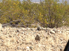 Callisaurus draconoides rhodostictus