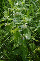 Lamium album