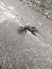 Takydromus tachydromoides