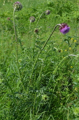 Carduus nutans