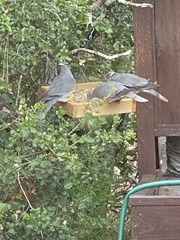 Patagioenas fasciata