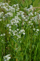 Lepidium latifolium