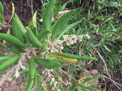 Comarostaphylis diversifolia diversifolia
