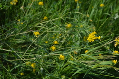 Medicago falcata