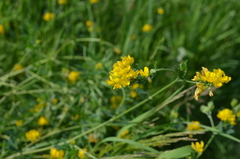 Medicago falcata