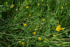 Medicago falcata