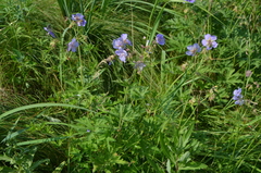 Geranium pratense