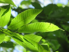 Castanea crenata