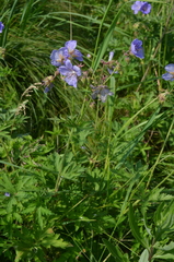 Geranium pratense