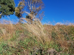 Austrostipa verticillata