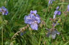 Geranium pratense