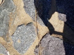 Austrostipa verticillata