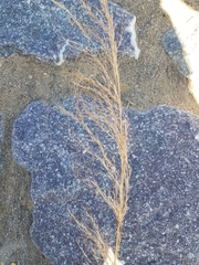 Austrostipa verticillata