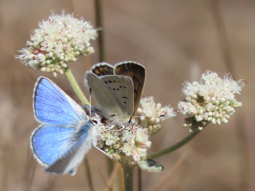 Blue Copper photo 4