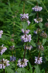 Phlomoides tuberosa