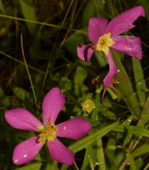 Sabatia arkansana