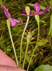 Sabatia arkansana