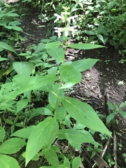 Stachys tenuifolia