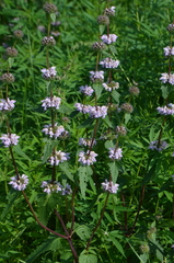 Phlomoides tuberosa