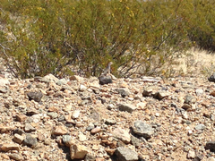Callisaurus draconoides rhodostictus