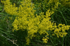 Galium verum
