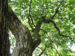 Castanea crenata
