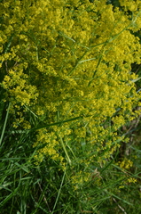 Galium verum