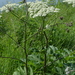 Heracleum dissectum - Photo (c) Anna Kichapina, some rights reserved (CC BY-NC), uploaded by Anna Kichapina