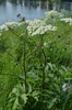 Dissected Hogweed - Photo (c) Anna Kichapina, some rights reserved (CC BY-NC), uploaded by Anna Kichapina
