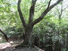 Castanea crenata
