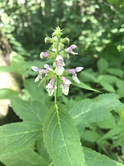 Stachys tenuifolia