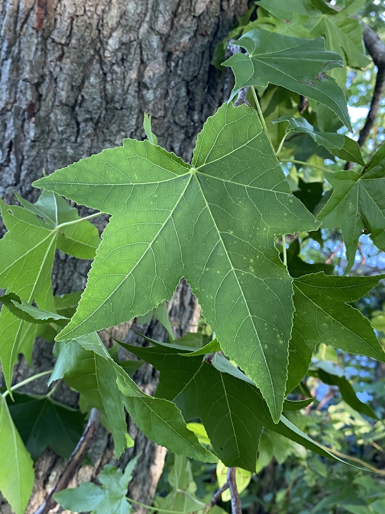 American sweetgum from Long Island, Wantagh, NY, US on July 2, 2020 at ...