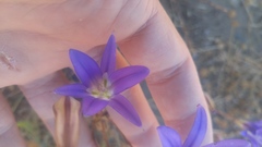 Brodiaea
