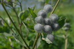 Arctium tomentosum
