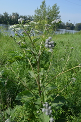 Arctium tomentosum