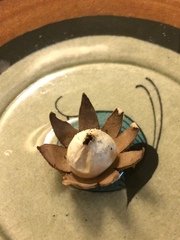 Geastrum floriforme