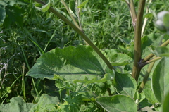 Arctium tomentosum