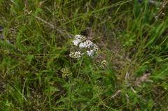 Achillea millefolium