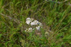 Achillea millefolium
