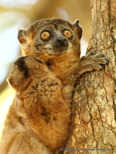 Hubbard's Sportive Lemur