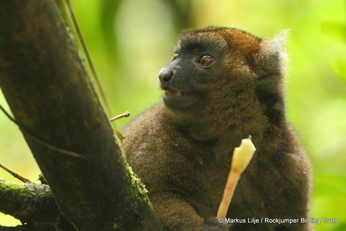 Greater Bamboo Lemur