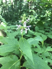 Stachys tenuifolia