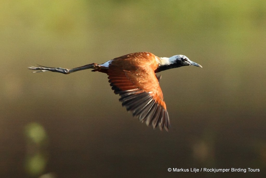 Madagascar Jacana photo