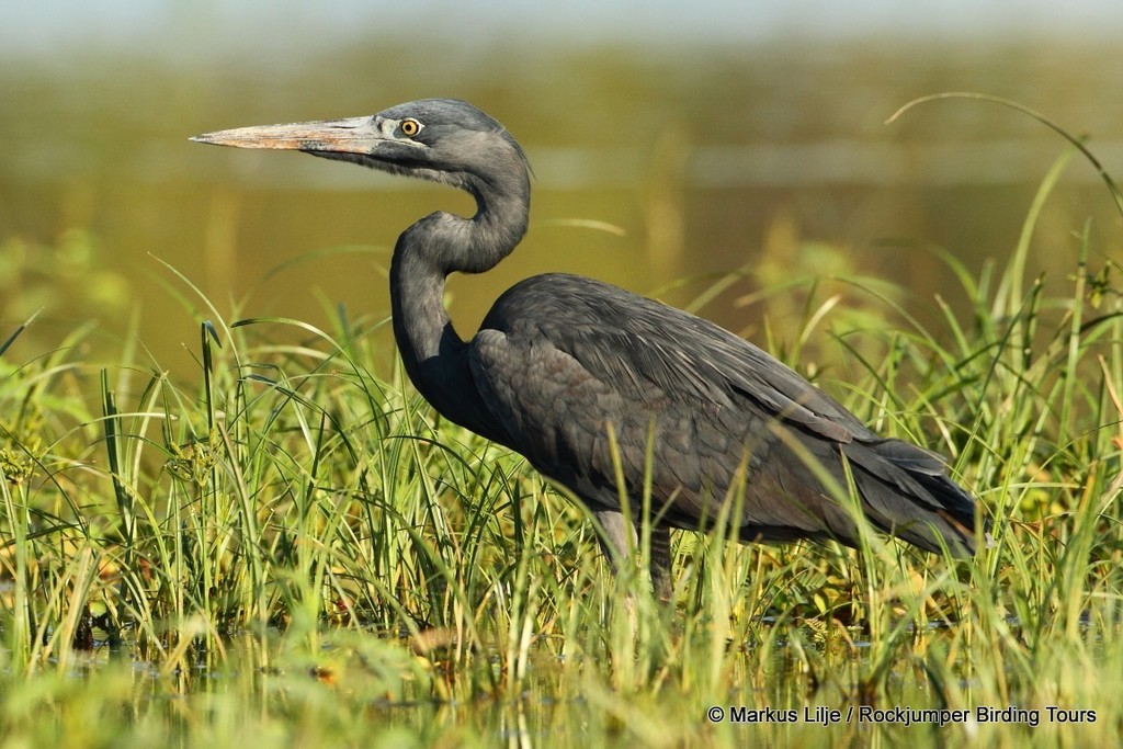 Humblot's Heron