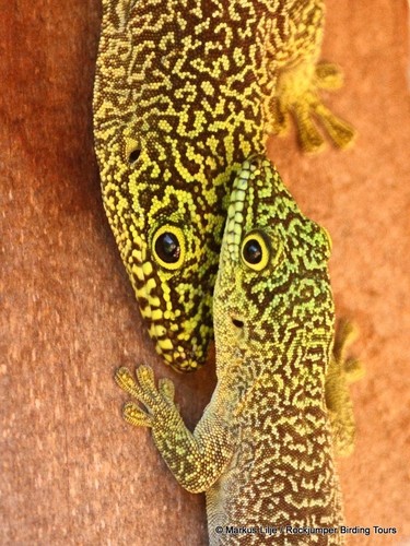 Banded Day Gecko