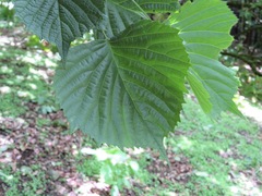Euptelea polyandra