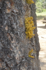 Arceuthobium vaginatum cryptopodum